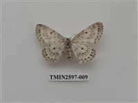 藏品(尺蛾110)的圖片